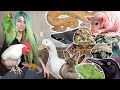 100 of my pets in one video!