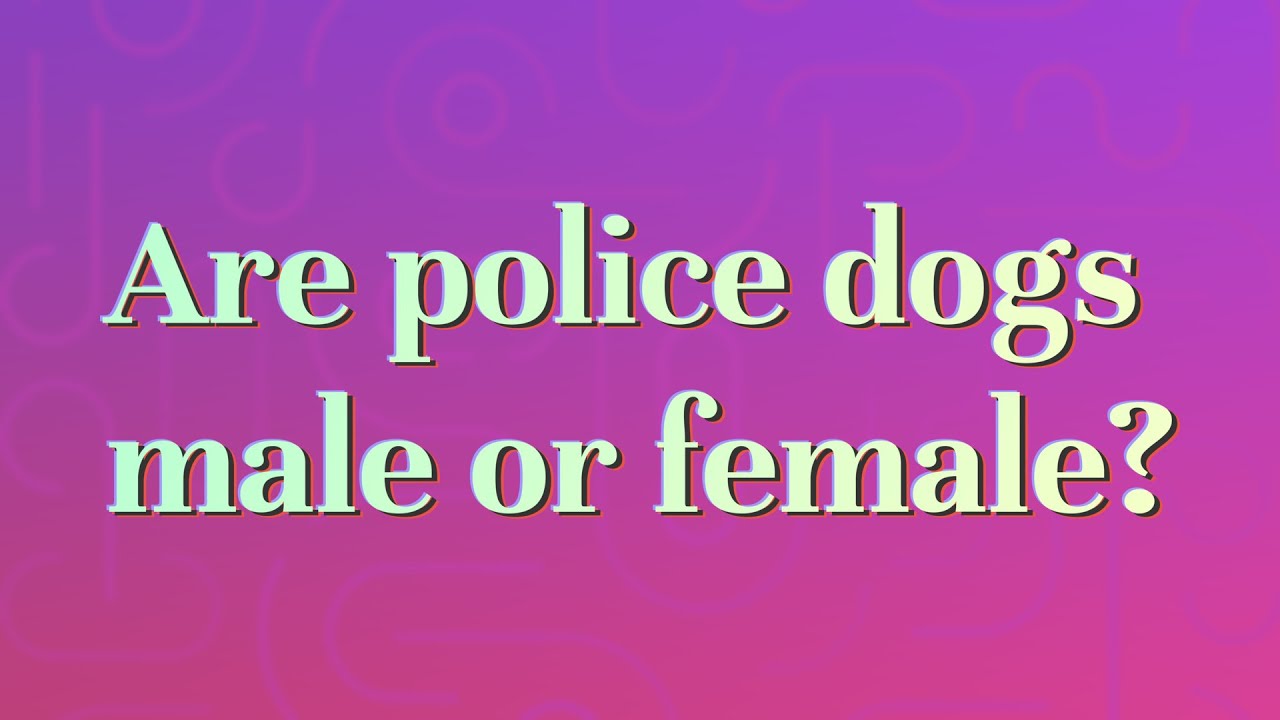 Are Police Dogs Male Or Female YouTube Are Police Dogs Male Or Female YouTube