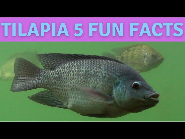 Tilapia 101 Nile Tilapia Top 5 Facts about Tilapia Mouth Brooding