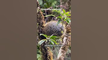 Deze plant zorgt voor de vrede tussen meerdere mierensoorten