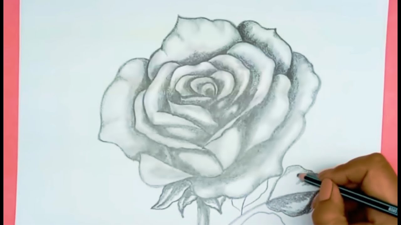 Dibujos A Lápiz Cómo Dibujar Una Rosa / How To Draw A Rose - thptnganamst.edu.vn