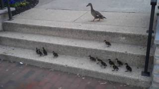 Ducklings getting over stairs - training montage