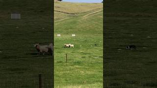 Speedy Shearer Makes It Look Illegally Easy