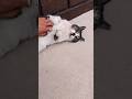 なでるとゴロニャンする腹ぺこの地域猫 #野良猫 #捨て猫