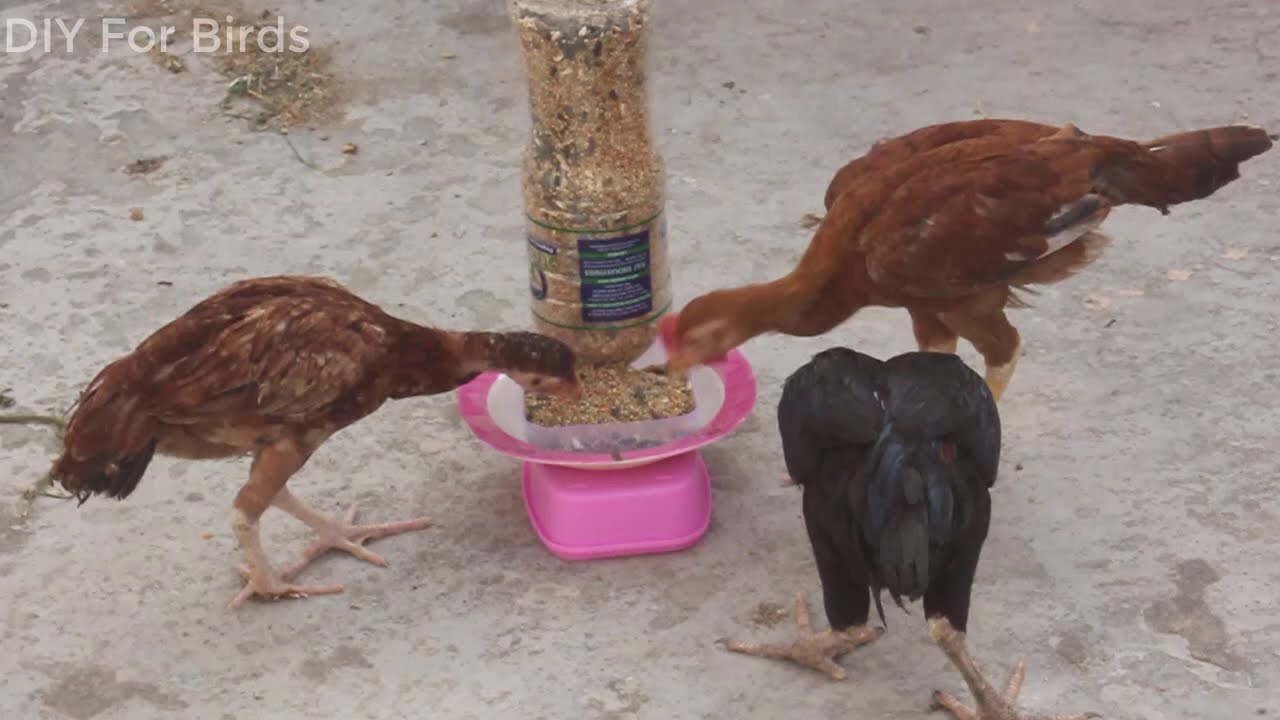 Automatic Chicken Feeder | how to make a chicken feeder | Homemade ...