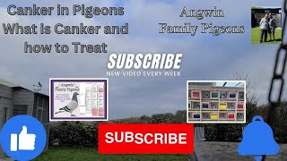 Canker in Racing Pigeons How to get your birds race fit ready From Angwin Family Pigeons