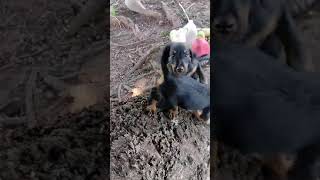 Jagdterrier On The Three