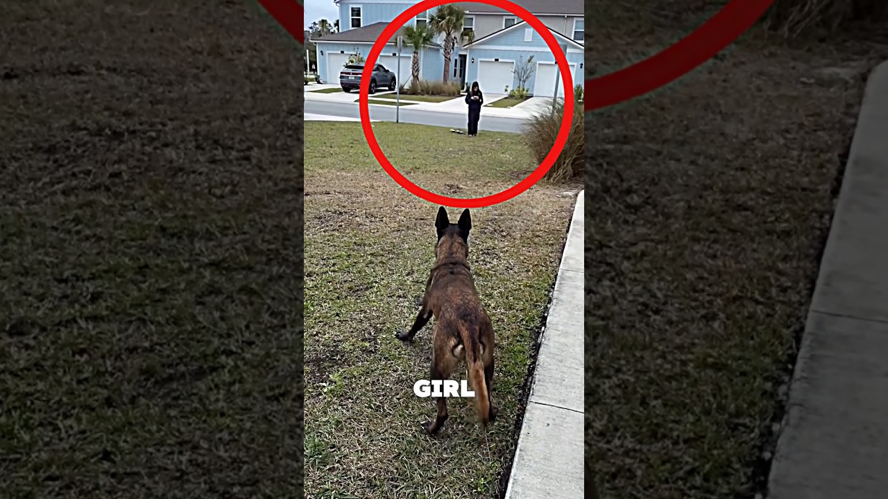 Loyal Dog Waited Patiently for Her… 🦮❤️ #dog