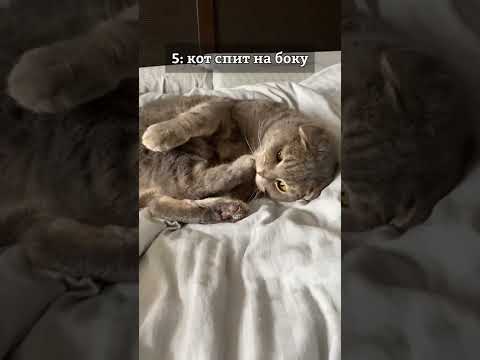 Что значит поза, в которой спит твоя кошка?