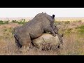 भारत में पाये जाने वाले सबसे अनोखे गैंडे | Existence of One Horned Rhinos in India | Indian Rhinos