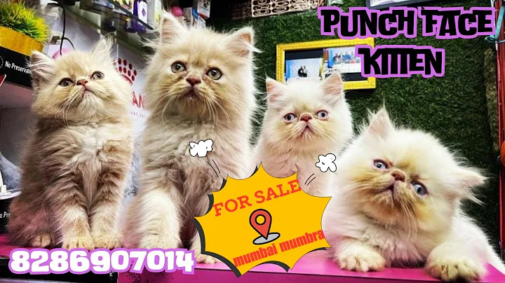 Video 6831661: persian kitten, punch face persian, colour persian, cat pets, breeding quality, breed show