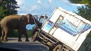 A Wild elephant attacked a container vehicle on the forest road. The vehicle was severely damaged