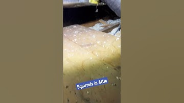 SQUIRRELS in attic 🐿️ #homeinspector #marylandhomes #squirrel #rodents #inspection #hgtv #realtor