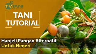 Hanjeli - Pangan Alternatif Untuk Negeri