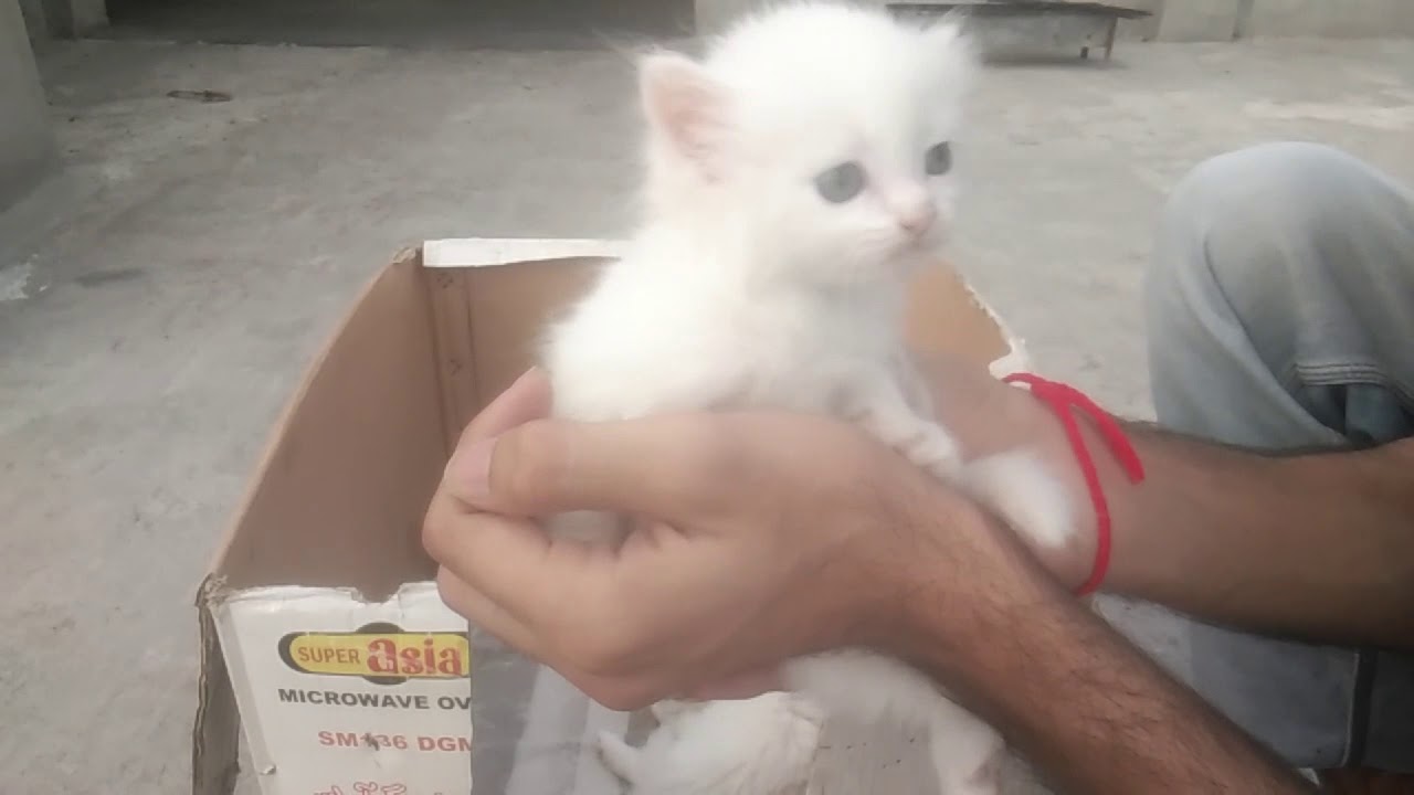 How to feed a kitten without mother cat syringe and bottle feeding
