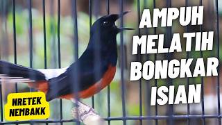 MURAI BATU GACOR FULL ISIAN TEMBAKAN KASAR SANGAT AMPUH MELATIH MURAI BATU BONGKAR ISIAN