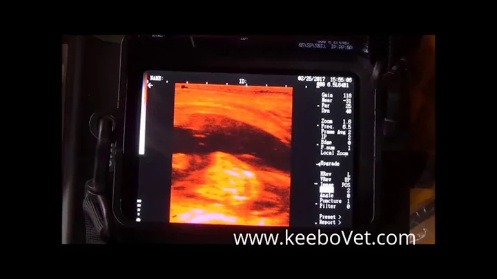 A Cow is diagnosed 54 days pregnant with the RKU-10 Ultrasound Scanner