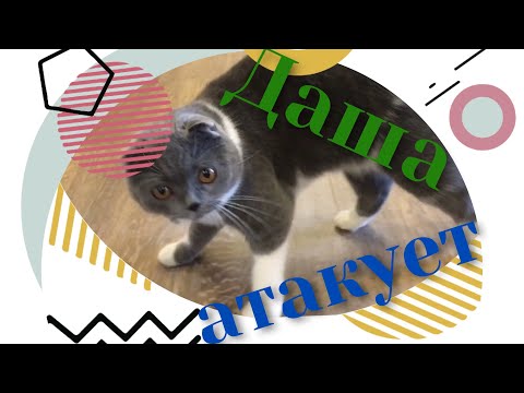ДОГОНЯЛКИ с КОШКОЙ / КОШКА АТАКУЕТ/ Кошка гоняется за ребенком/cat attack