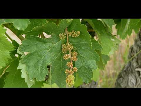 Vídeo: Mildiu De Pèsols