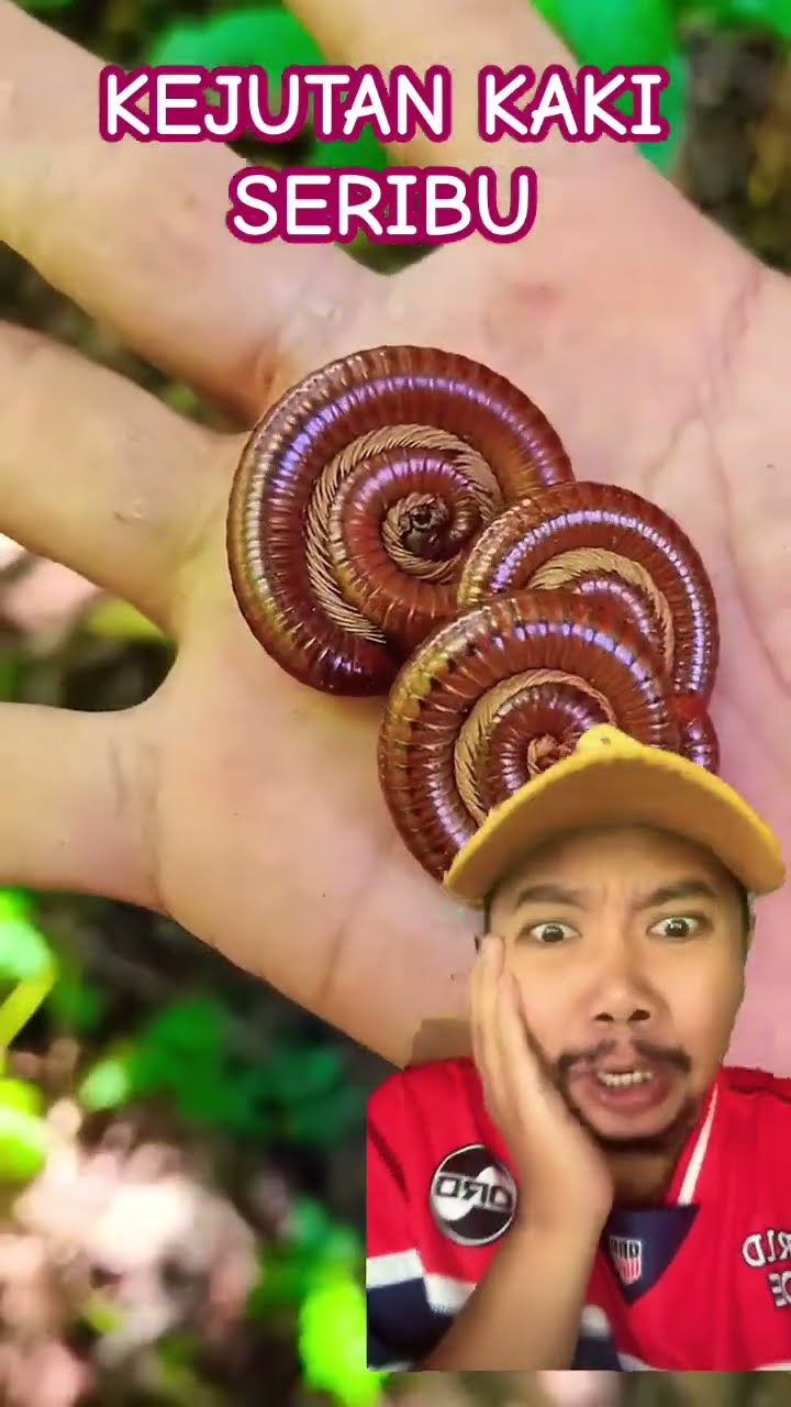 KEJUTAN KAKI SERIBU!!!!?? #snail #insects #kakiseribu #wildlife #nature #animals