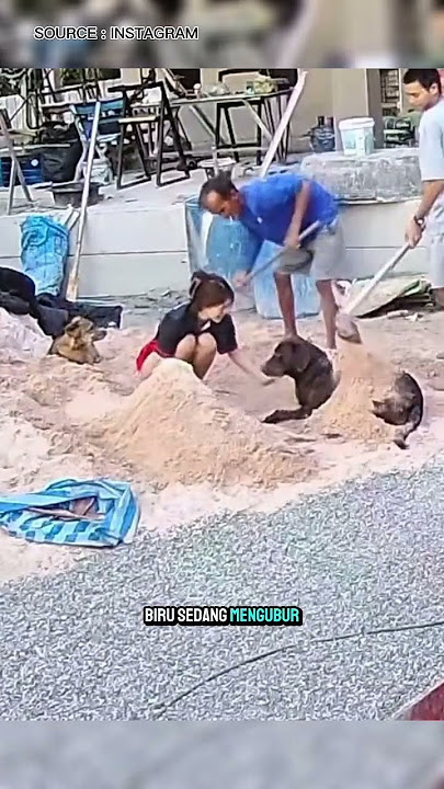 Semua orang tercengang ketika muncul anjing