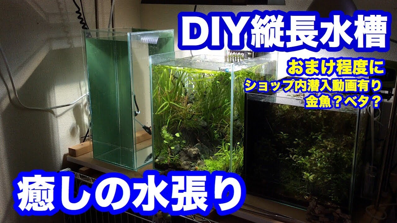 あくありうむ Diy縦長水槽の水貼りとアクアショップ撮り逃げ Youtube