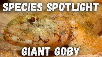 Species Spotlight - Giant Goby (Gobius cobitis) The UK