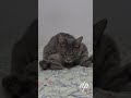 #gatos #amor #cat #gato #viralclips #viral #videos #fpy #humor