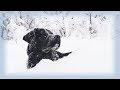 Russia 2018: Labrador Sheffield's treatment update