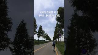 시화방조제 지나 대부도 메타세콰이어길