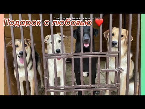 Подарок с любовью ❤️ Приют для животных