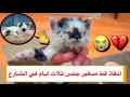 مساعدة قط صغير و جميل من الشارع شوفوا شكله في النهاية  