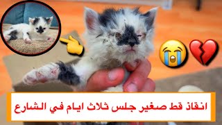 مساعدة قط صغير و جميل من الشارع  شوفوا شكله في النهاية ❤ \Mohamed Vlog