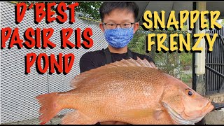 D'best Pasir Ris Pond Fishing: Sure-catch Snapper Frenzy S1Ep45 D'best Pasir Ris Pond Fishing: Sure-catch Snapper Frenzy S1Ep45