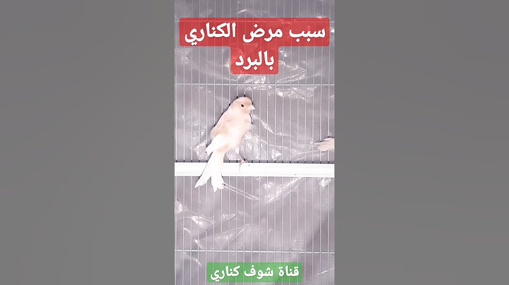 سبب مرض و موت طيور الكناري بالبرد - نصائح للمبتدئين في تربية الكناري