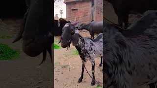 #.neta Hai Pradhan ke Laika 🙆 nahin 🤔 Babu Ham Hain Kisan ke