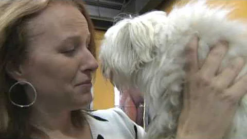 Lost dog reunited with owner