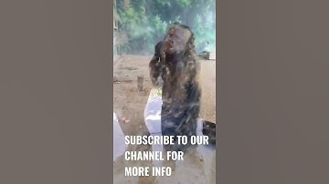 Jungle Safari | Statue of Unity | Kevadiya | Gujarat