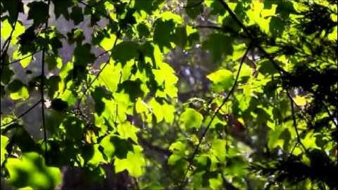 تلاوه لسوره الانسان للشيخ عبد الباسط عبد الصمد تجويد