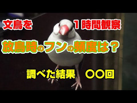 文鳥のフンの間隔は？実際に調べてみた