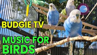 Budgie TV: Music for Birds