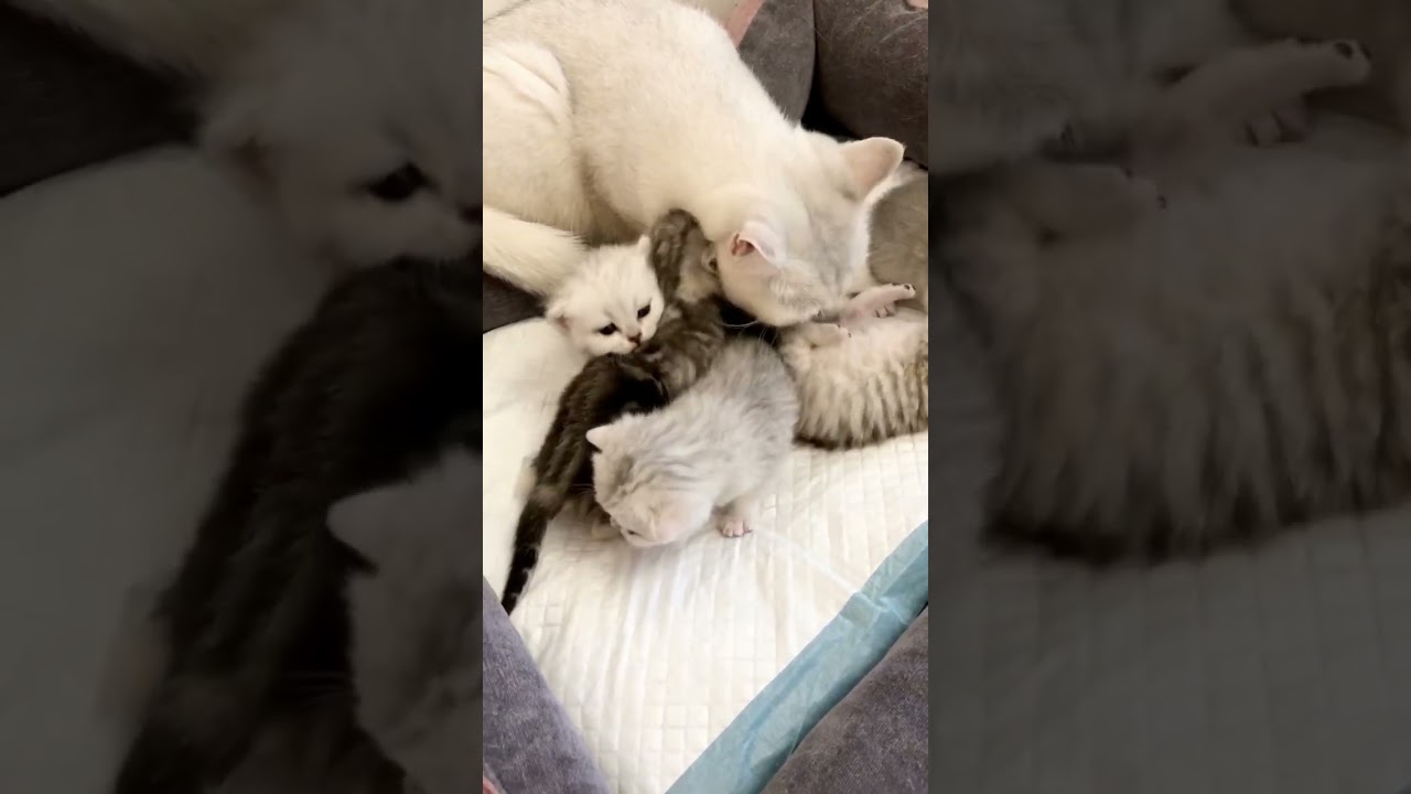 British Kittens Of Cat Kylie 19 Days Old With Cat Cristal. Котята кошки Кайли с кошкой Кристалл.