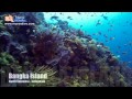 Murex dive resorts  bangka