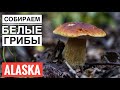 Белые Грибы в Штате Аляска Северная Америка Хороший Урожай \ Mushroom Hunting in Alaska King Bolete