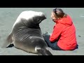 50 Symphonies of Love: When Animals Show Affection to Humans