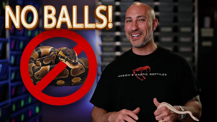 Top 5 Pet Pythons & Boas (That Aren’t Ball Pythons!)
