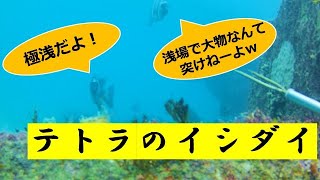 【魚突き】極浅テトラのイシダイ