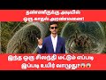 தண்ணீருக்குள் நடக்கும் அந்த மிரட்டலான இனப்பெருக்கம்! Diving Bell Spider Mystery Facts | Tamil
