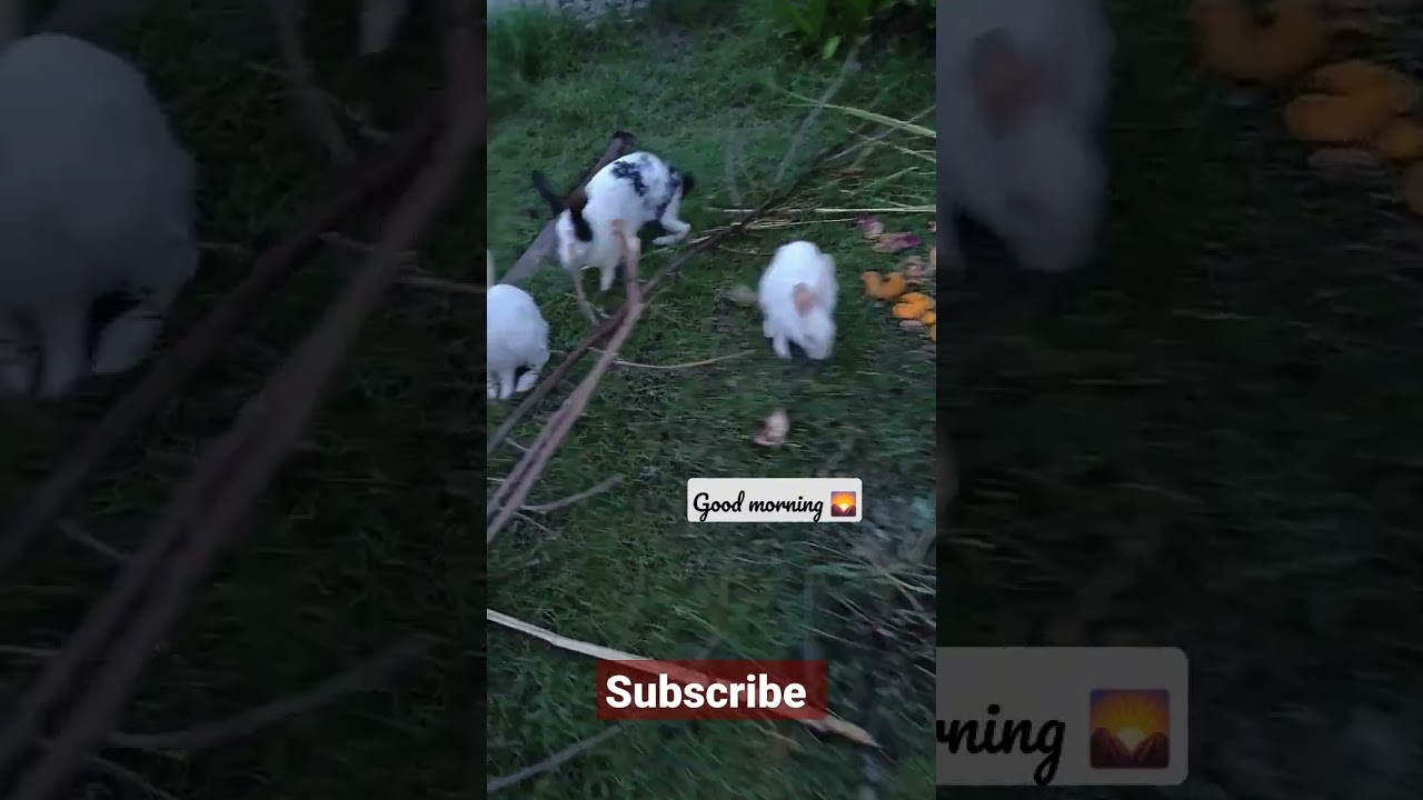 good morning 🌄 rabbit 🐇🐰 