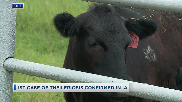 1st Case Of Theileriosis Confirmed In Iowa